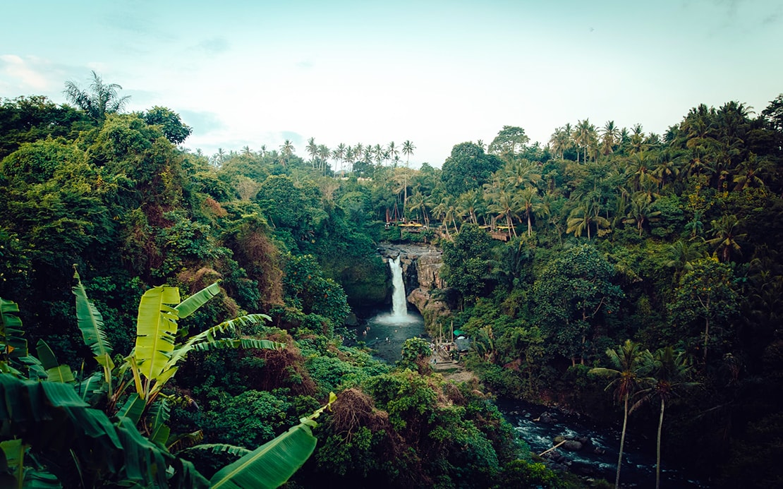 Tree Planting Volunteer Opportunities | Making A Green Impact